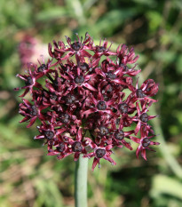 Česnek Atropurpureum - Allium - prodej cibulovin - 3 ks