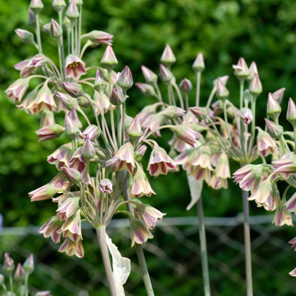 Česnek sicilský - Allium siculum - prodej cibulovin - 3 ks