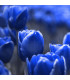 Tulipán Triumph Blue - Tulipa - prodej cibulovin - 3 ks