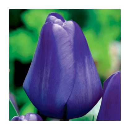 Tulipán Triumph Blue - Tulipa - prodej cibulovin - 3 ks