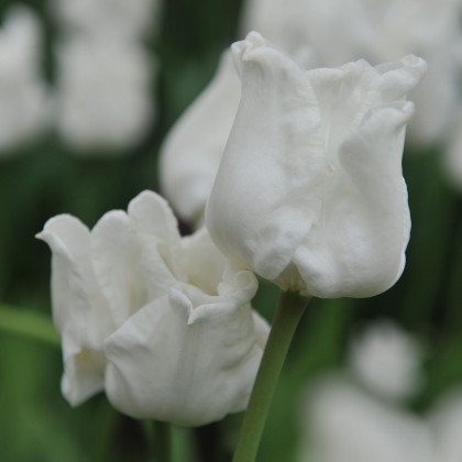 Tulipán Liberstar White - Tulipa - prodej cibulovin - 3 ks