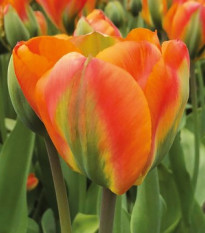 Tulipán Orange Marmelade - Tulipa - prodej cibulovin - 3 ks