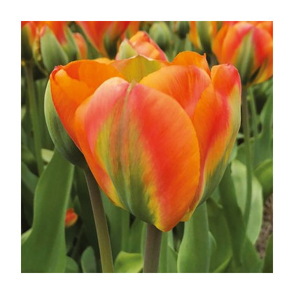 Tulipán Orange Marmelade - Tulipa - prodej cibulovin - 3 ks