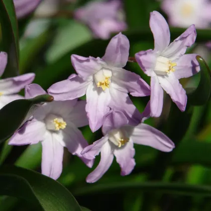 Ladonička Pink Giant - Chionodoxa forbesii - prodej cibulovin - 5 ks