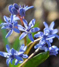 Ladoňka dvoulistá modrá - Scilla bifolia blue - prodej cibulovin - 3 ks