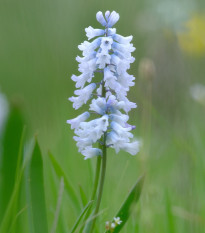 Ladoňka zvonkovitá bílá - Scilla campanulata - prodej cibulovin - 3 ks