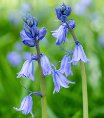 Ladoňka zvonkovitá modrá - Scilla campanulata - prodej cibulovin - 3 ks