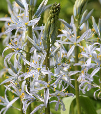 Ladoník bleděmodrý - Camassia cusickii - prodej cibulovin - 2 ks