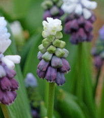 Modřenec Grape Ice - Muscari - prodej cibulovin - 5 ks