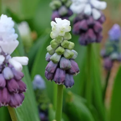 Modřenec Grape Ice - Muscari - prodej cibulovin - 5 ks