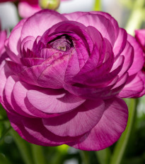 Pryskyřník Tomer Purple - Ranunculus asiaticus - prodej cibulovin - 3 ks