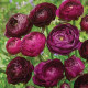 Pryskyřník plnokvětý Tomer Purple - Ranunculus asiaticus - prodej cibulovin - 3 ks