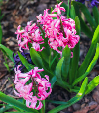 Hyacint mnohokvětý růžový - Hyacinthus - prodej cibulovin - 1 ks