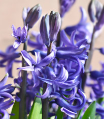 Hyacint mnohokvětý modrý - Hyacinthus - prodej cibulovin - 1 ks