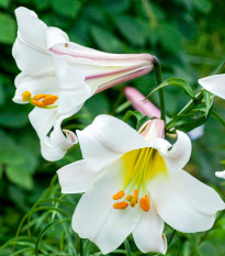 Lilie královská - Lilium regale - prodej cibulovin - 1 ks