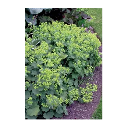Kontryhel měkký - Alchemilla mollis - prodej semen - 20 ks