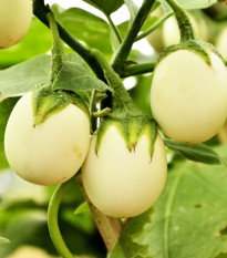 Lilek vejcoplodý Eierbaum - Solanum melongena - prodej semen - 20 ks