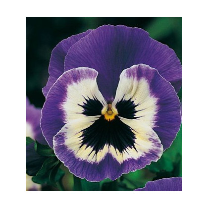 Maceška Hiemalis modrobílá - Viola wittrockiana - prodej semen - 200 ks