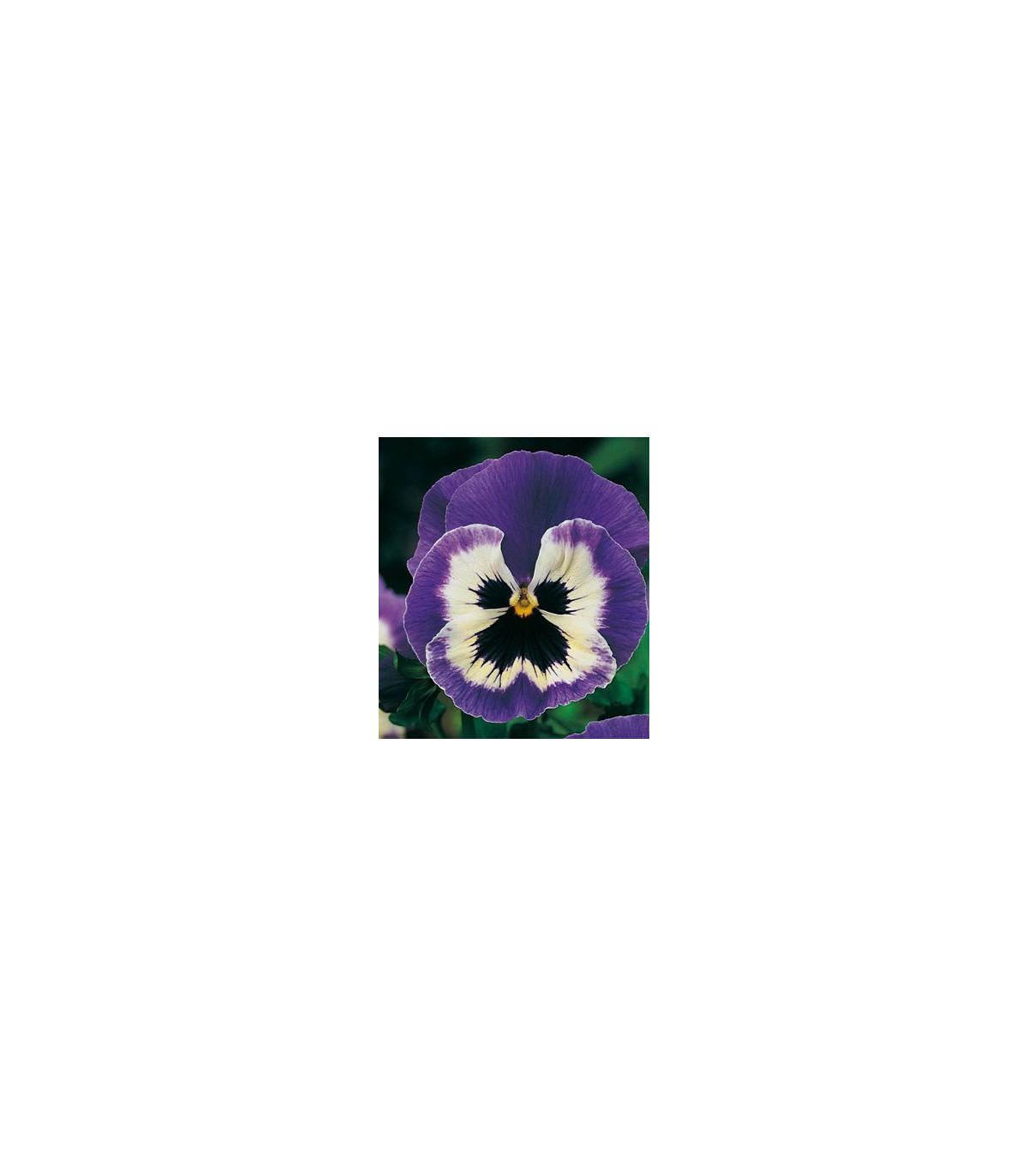 Maceška Hiemalis modrobílá - Viola wittrockiana - prodej semen - 200 ks