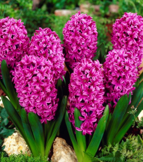 Hyacint Miss Saigon - Hyacinthus - prodej cibulovin - 1 ks