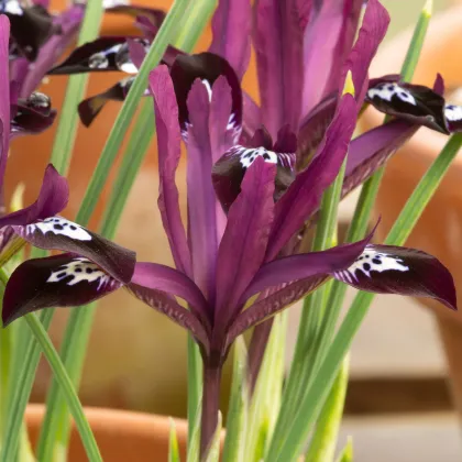 Kosatec síťkovaný Pauline - Iris reticulata - prodej cibulovin - 3 ks