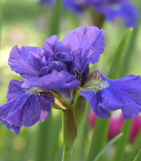 Kosatec sibiřský Concord Crush - Iris sibirica - prodej hlíz - 1 ks