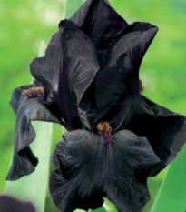 Kosatec německý Black Night - Iris germanica - prodej hlíz - 1 ks