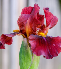 Kosatec německý Red Zinger - Iris germanica - prodej hlíz - 1 ks