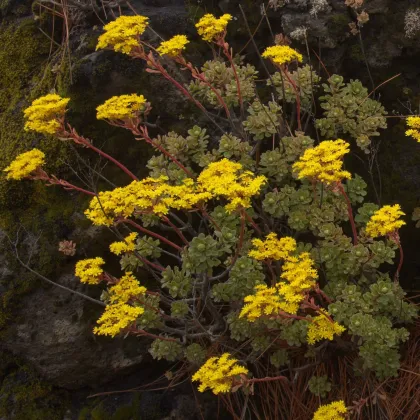 Růžicovka - Aeonium spathulatum - prodej semen - 8 ks