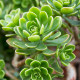 Růžicovka - Aeonium spathulatum - prodej semen - 8 ks