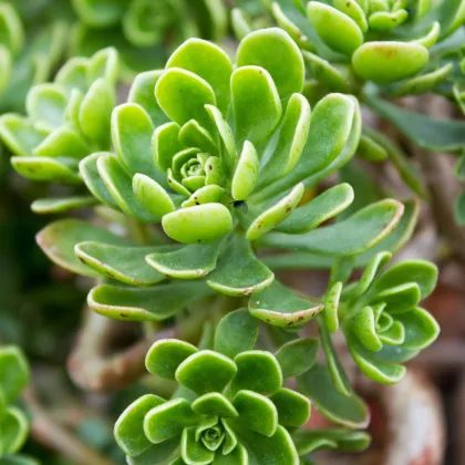 Růžicovka - Aeonium spathulatum - prodej semen - 8 ks