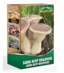 Hlíva královská máčková - Pleurotus ery - sadba - prodej - 250 ml