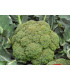 Brokolic Calabrese semenaonline.cz