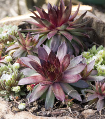 Netřesk - Skalní růže směs - Sempervivum hybridum - prodej semen - 30 ks