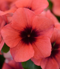 Barvínek Tatoo Papaya - Catharanthus roseus - prodej semen - 30 ks