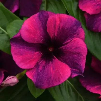 Barvínek Tatoo Black Cherry - Catharanthus roseus - prodej semen - 30 ks