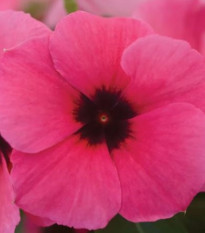 Barvínek Tatoo Raspberry - Catharanthus roseus - prodej semen - 30 ks