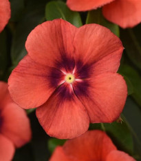 Barvínek Tatoo Tangerine - Catharanthus roseus - prodej semen - 30 ks