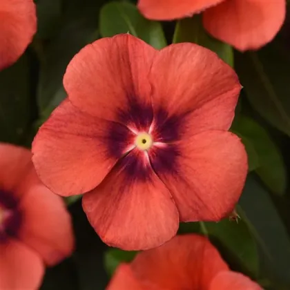 Barvínek Tatoo Tangerine - Catharanthus roseus - prodej semen - 30 ks