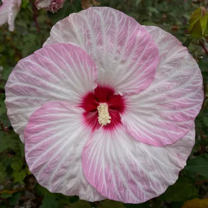 Ibišek bahenní Nippon Blush F1 - Hibiscus moscheutos - prodej semen - 5 ks