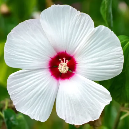 Ibišek bahenní Nippon White F1 - Hibiscus moscheutos - prodej semen - 5 ks