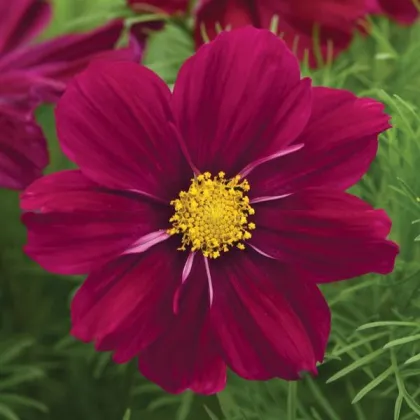 Krásenka Sonata Purple Shades - Cosmos bipinnatus - prodej semen - 15 ks