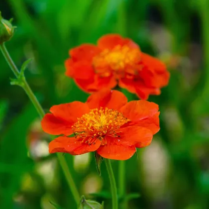 Kuklík šarlatový Koi - Geum coccineum - prodej semen - 20 ks