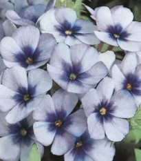 Plaménka Dolly F1 Sky Blue - Phlox drummondii - prodej semen - 50 ks