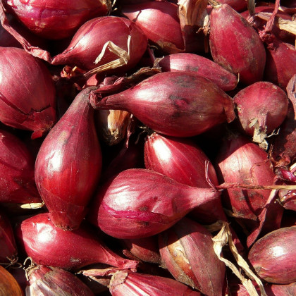 Cibule sazečka Romy - Allium cepa - prodej cibulek - 250 g