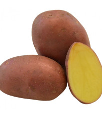 Sadbové brambory Red Anna - Solanum tuberosum - červené polorané - 5 kg