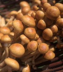 Šupinovka nameko - Pholiota nameko - sadba - prodej - 1 ks