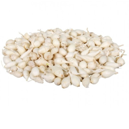 Cibule sazečka Snowball - Allium cepa - prodej cibulek - 250 g