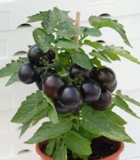 Rajče balkonové Purpleboy F1 - Solanum lycopersicum - prodej semen - 6 ks