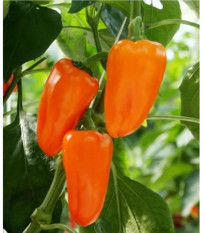 BIO Paprika Flynn F1 - Capsicum annuum - prodej bio semen - 6 ks